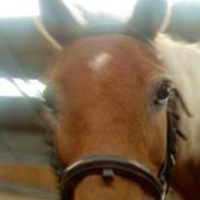 Anden særlig race Misty