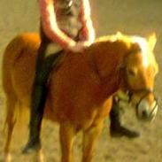 Anden særlig race Misty