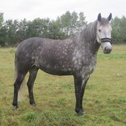 Anden særlig race Malou