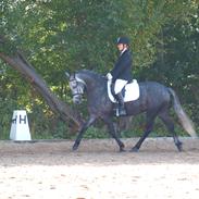 Anden særlig race Malou