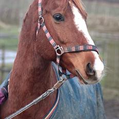 Anden særlig race Fox Trot
