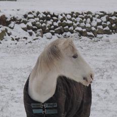 Tysk Sportspony Elina 17