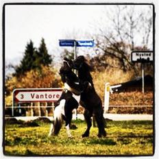 Shetlænder Stjernens Indeed *Dittermand*