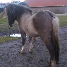 Islænder Fjandi Fra Raabyminde