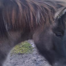 Islænder Fjandi Fra Raabyminde