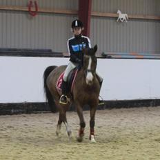 Hollandsk Sportspony Pablo