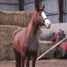 Dansk Varmblod Fetina