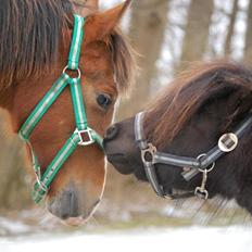 Anden særlig race Billy Bob Jr. (RIP 2016)