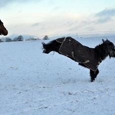 Anden særlig race Billy Bob Jr. (RIP 2016)