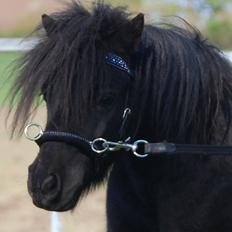 Anden særlig race Billy Bob Jr. (RIP 2016)