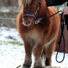 Shetlænder Frederik "delepony"