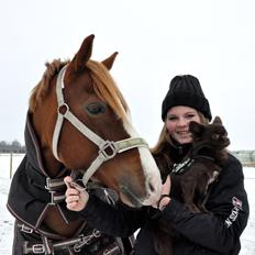 Welsh Cob (sec D) Dorthealyst Moonraker (L) - b-pony