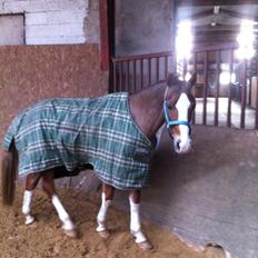 Hollandsk Sportspony U-Peter