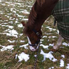 Hollandsk Sportspony U-Peter