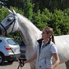 Trakehner Ingeborg Firfod