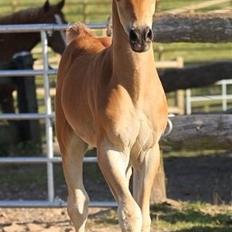 Arabisk fuldblod (OX) Chaklan Cosh