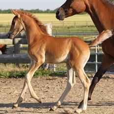 Arabisk fuldblod (OX) Chaklan Cosh