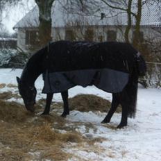 Oldenborg søstedgårds honey (pigen)