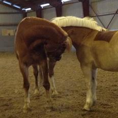 Anden særlig race Casmir