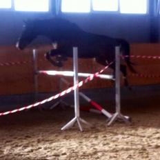 Dansk Varmblod Stenlandsdals Malou R.I.P 