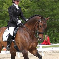 Dansk Varmblod Swingking havdal