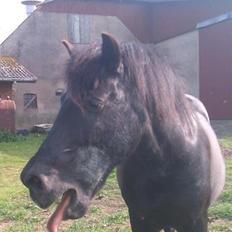 Anden særlig race Lukas