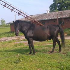 Anden særlig race Lukas