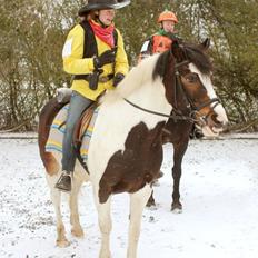 Anden særlig race Jolly Jumper
