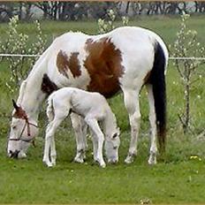 Paint Tequilla Blue R.I.P