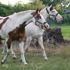 Paint Tequilla Blue R.I.P