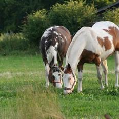 Paint Tequilla Blue R.I.P