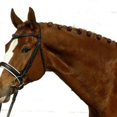 Dansk Varmblod Vivo-Come Back II