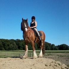 Irish Cob Zeus of Irish