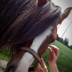 Irish Cob Zeus of Irish