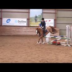 DSP HORSMARKS DIVA DUCHESS - SOLGT!
