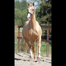 Palomino Heimdals Joy Of Gold