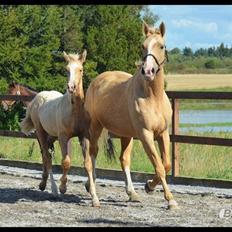Palomino Heimdals Joy Of Gold