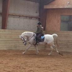 Anden særlig race Igors Silver Speedy