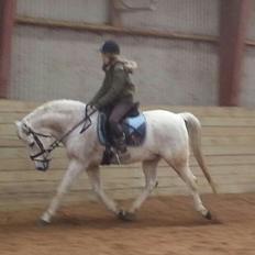 Anden særlig race Igors Silver Speedy