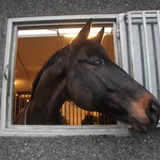 Trakehner Lancelot