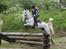 Tysk Sportspony Elina 17