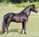 New Forest Elmholts Raket Alvs Hingst.**Tidligere A-pony**