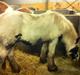 Irish Cob Ni¨no