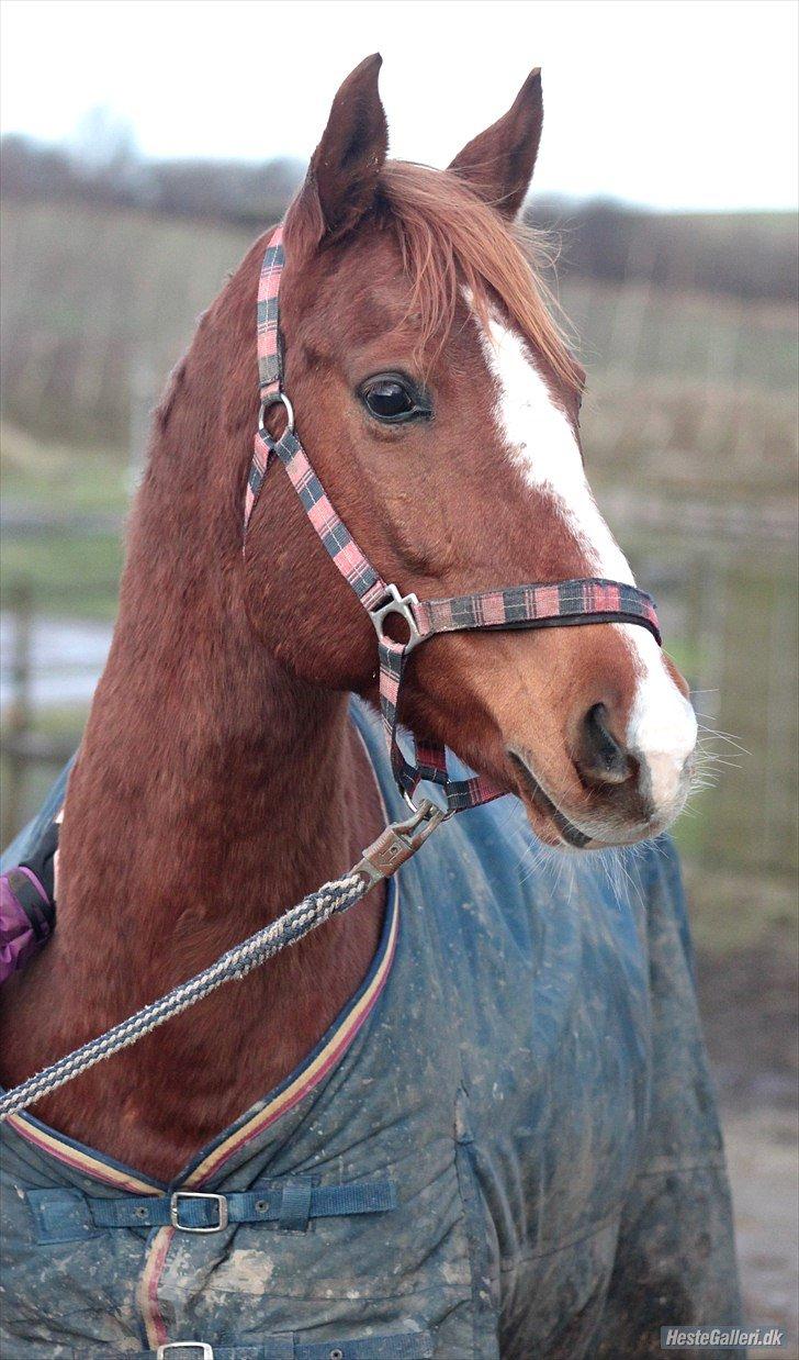 Anden særlig race Fox Trot billede 3