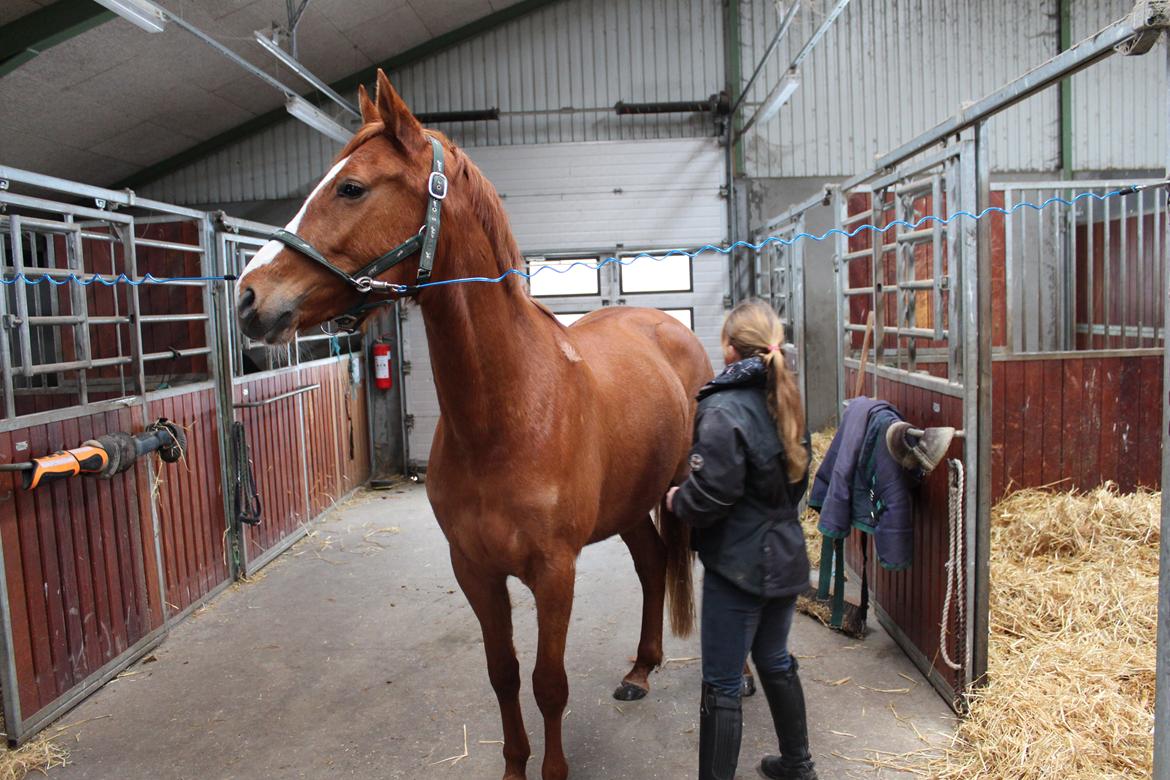 DSP Nørlunds Finette billede 6