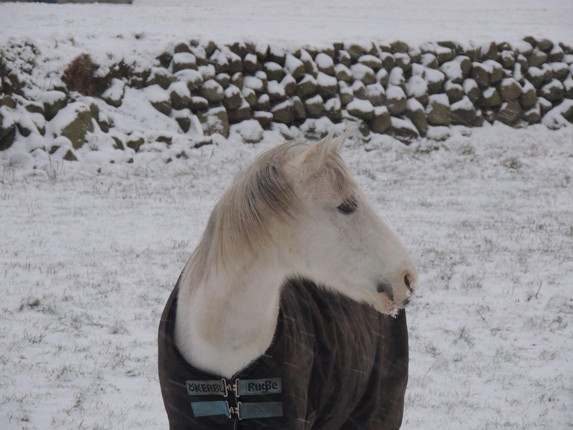 Tysk Sportspony Elina 17 - Elina vinter 2013 billede 1