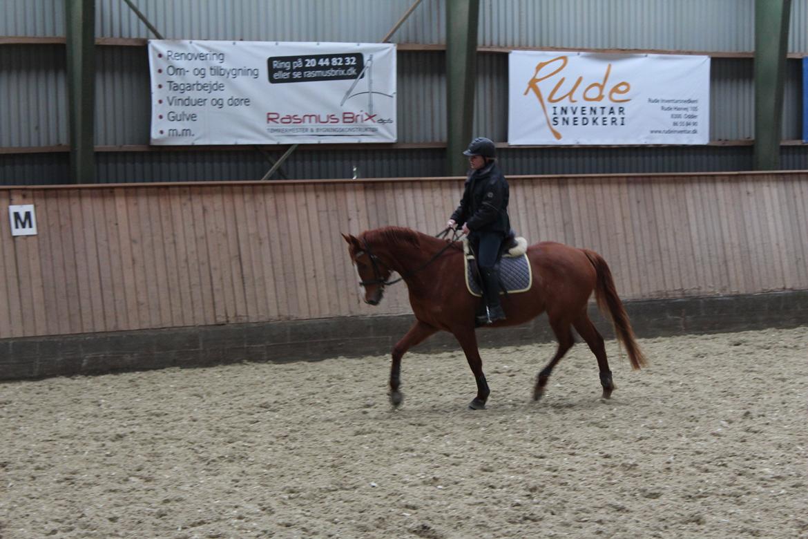 DSP Nørlunds Finette billede 7