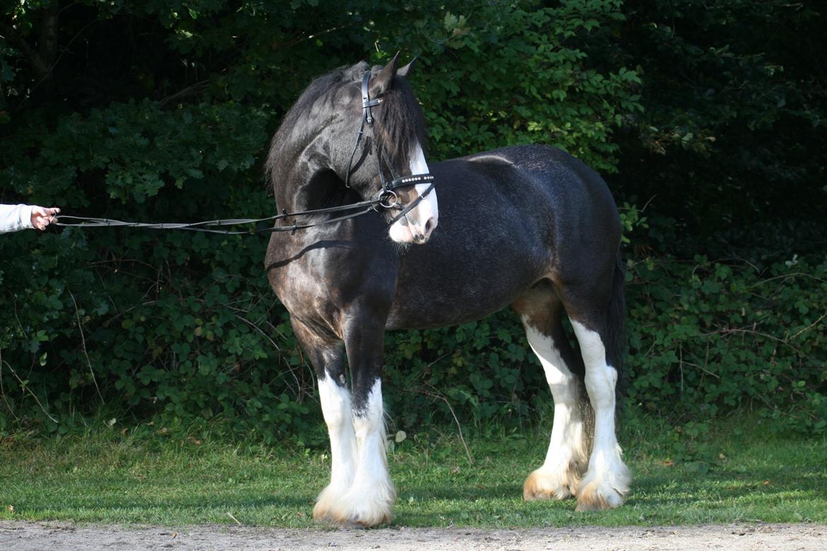 Shire Bjerggårdens Kadisha billede 9