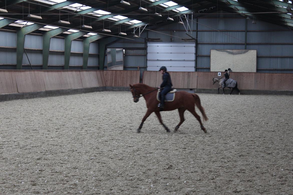 DSP Nørlunds Finette billede 8