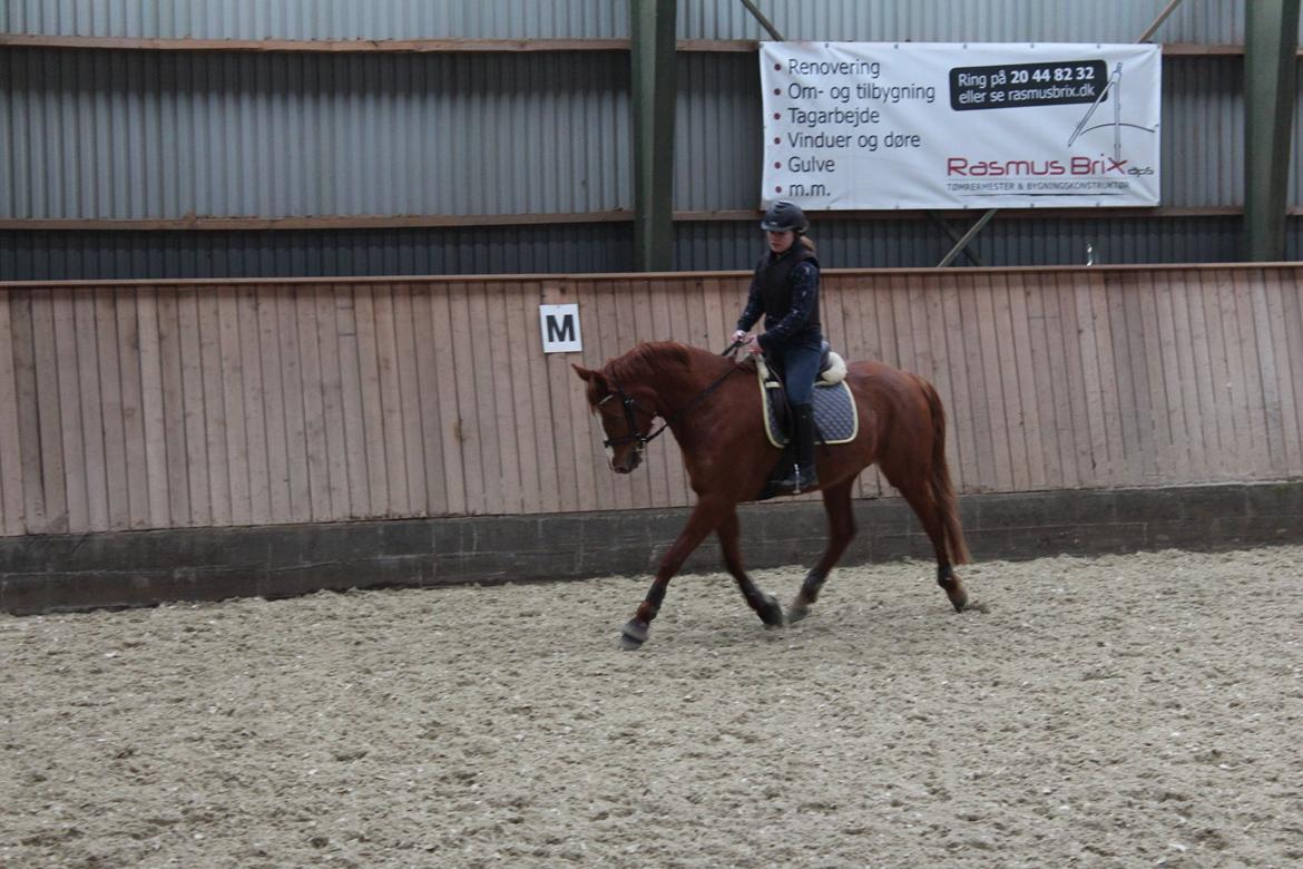 DSP Nørlunds Finette billede 9